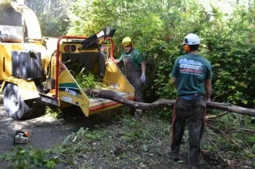 tree services Whitecone